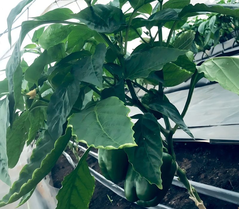 404287066_215082158285560_9077280692028337657_n