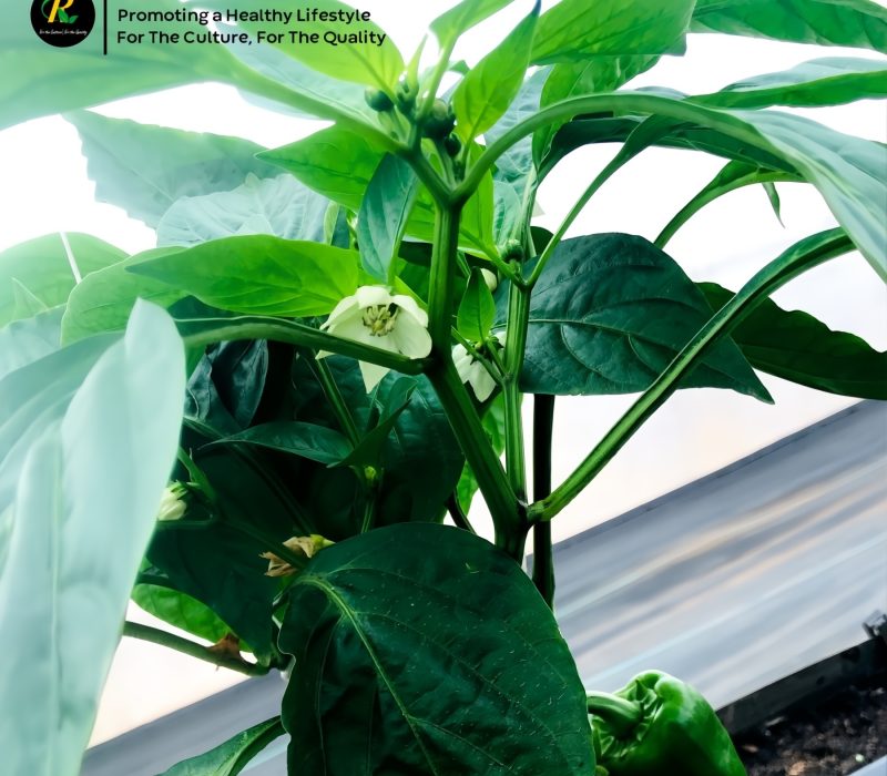 404319252_215082098285566_2266069752964225144_n